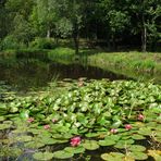 WATERLILY TEICH