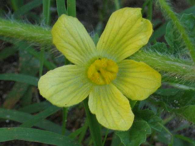 watermelon flower