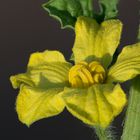 Watermelon flower