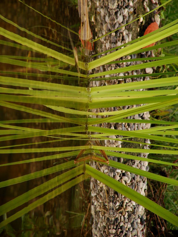 Watermirror