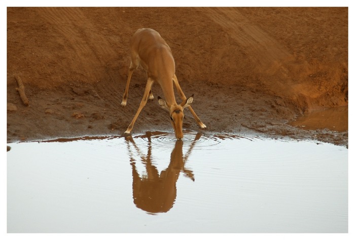 Watermirror...