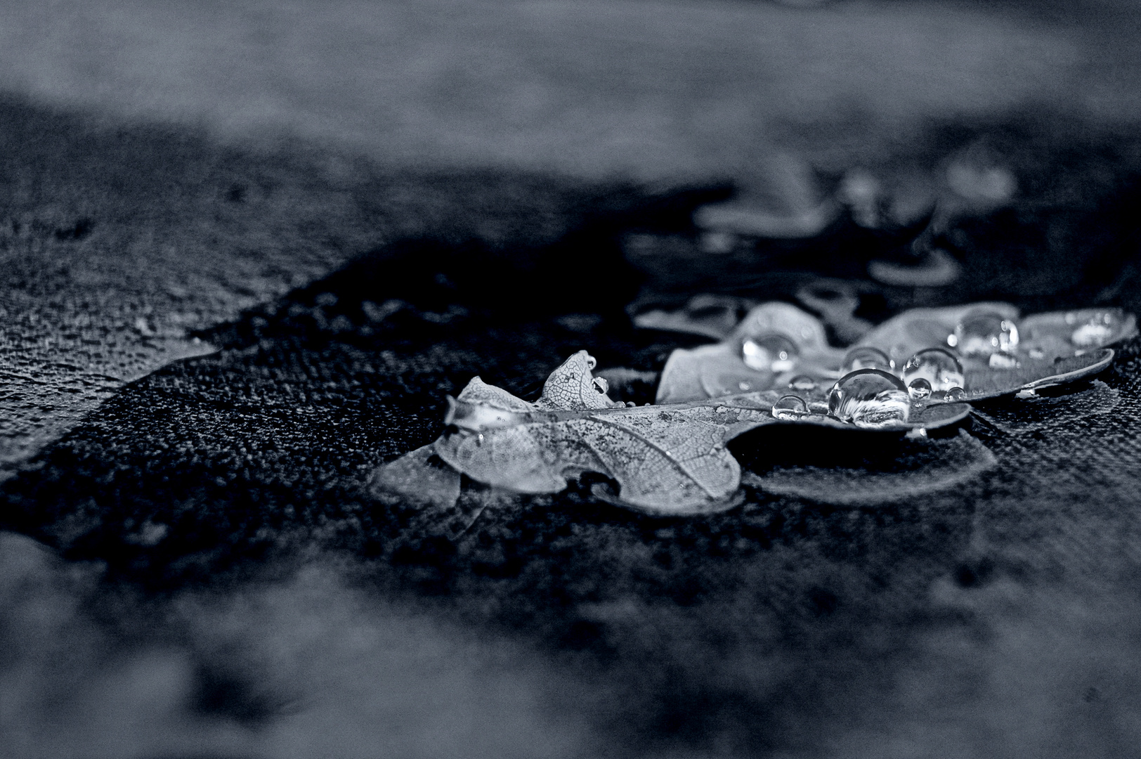 Waterpearls On An Oakleaf