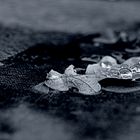 Waterpearls On An Oakleaf