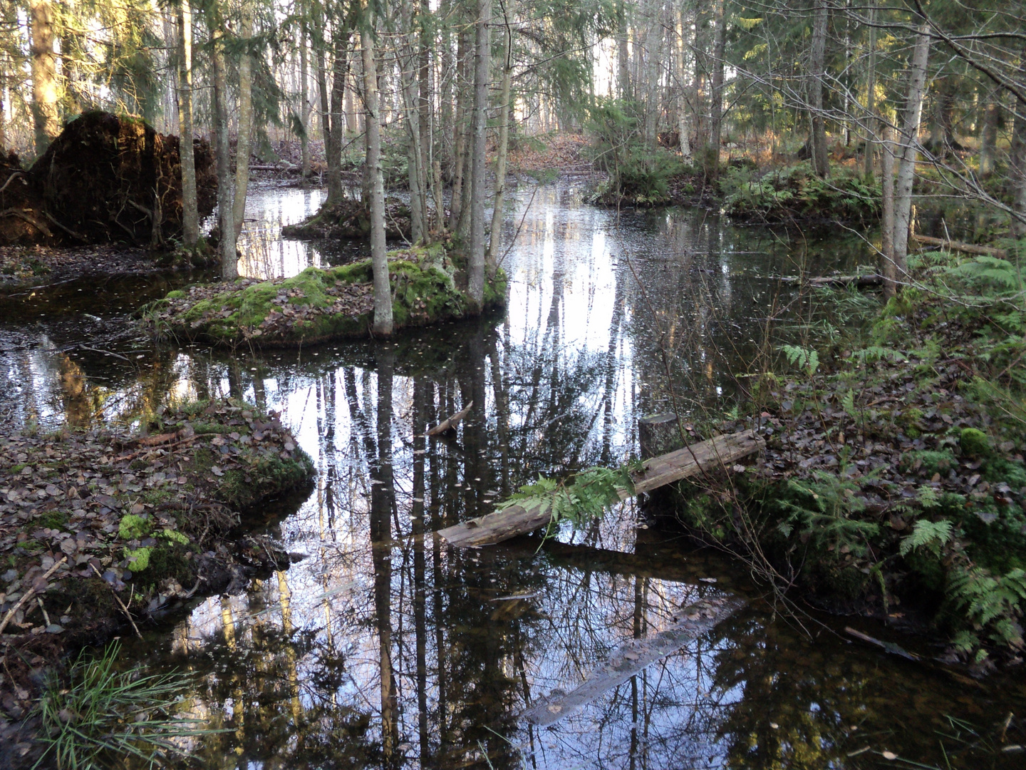 Waterscapes in the woods