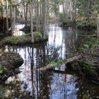 Waterscapes in the woods