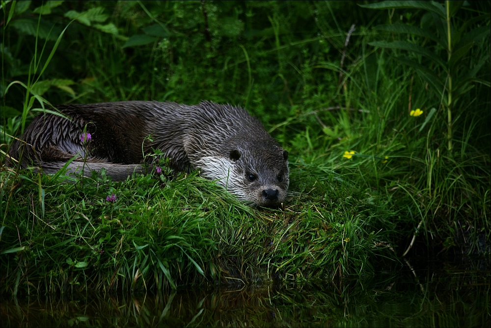 Watership Down