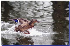 Waterskiing II.