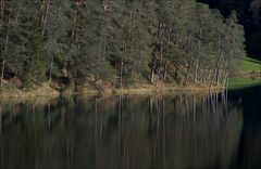 waterstruck forest | wassersüchtiger wald