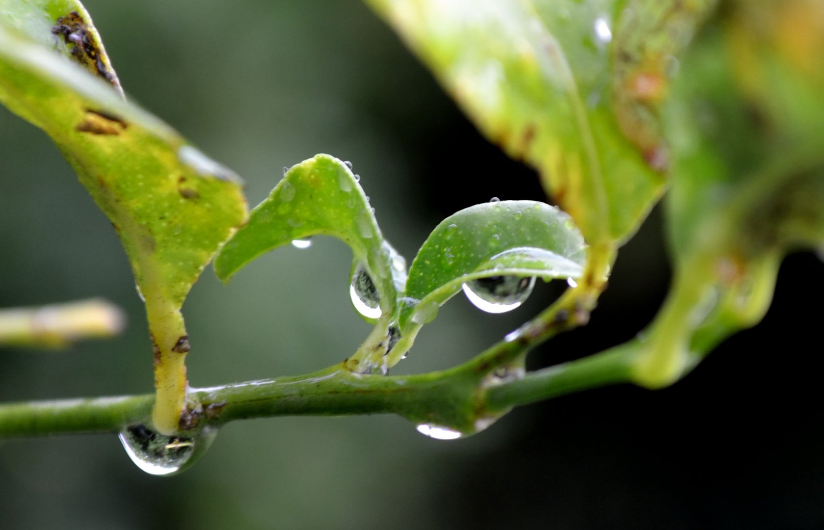 Watery Eyes