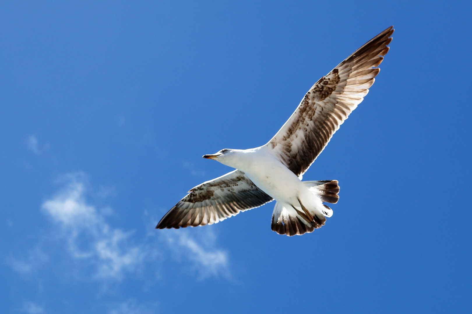 watfoto Möwe im Segelflug