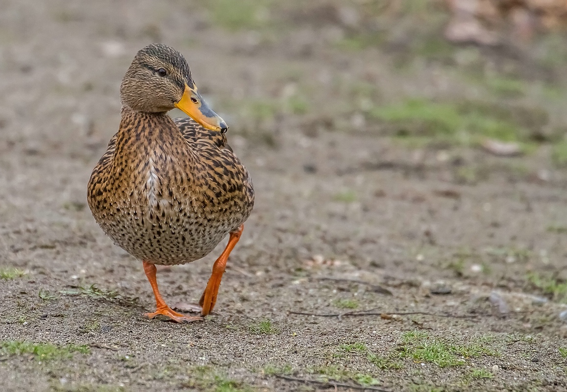 Watschel - Ente