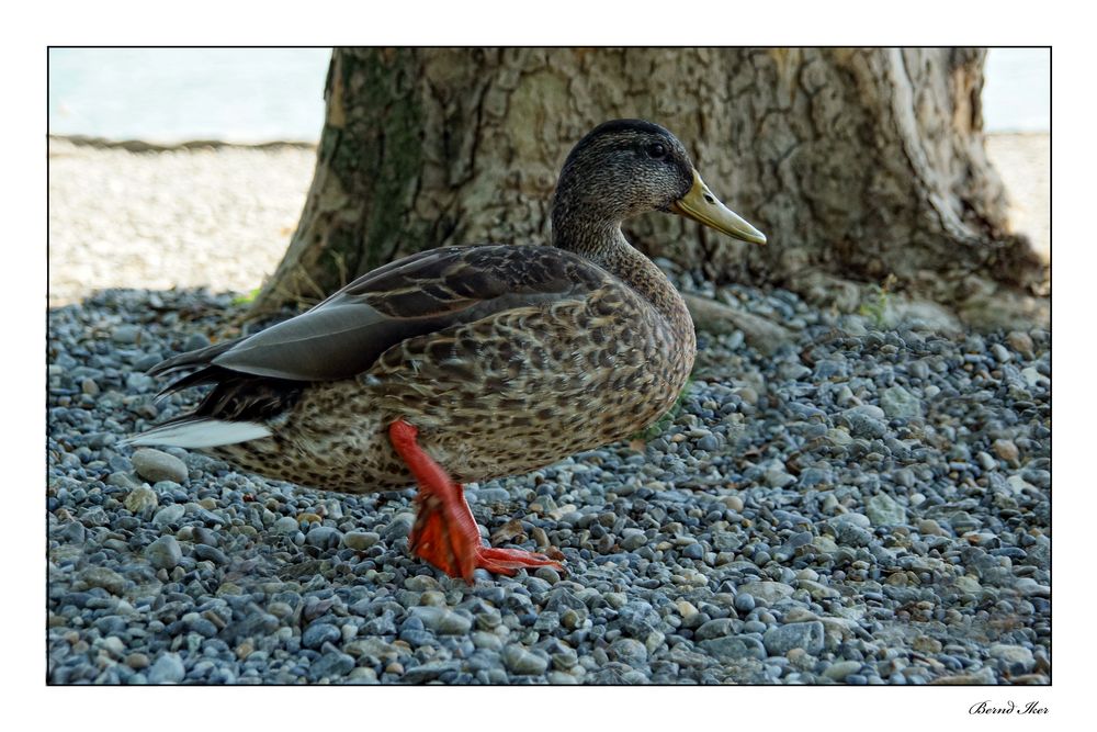 Watschel-Ente