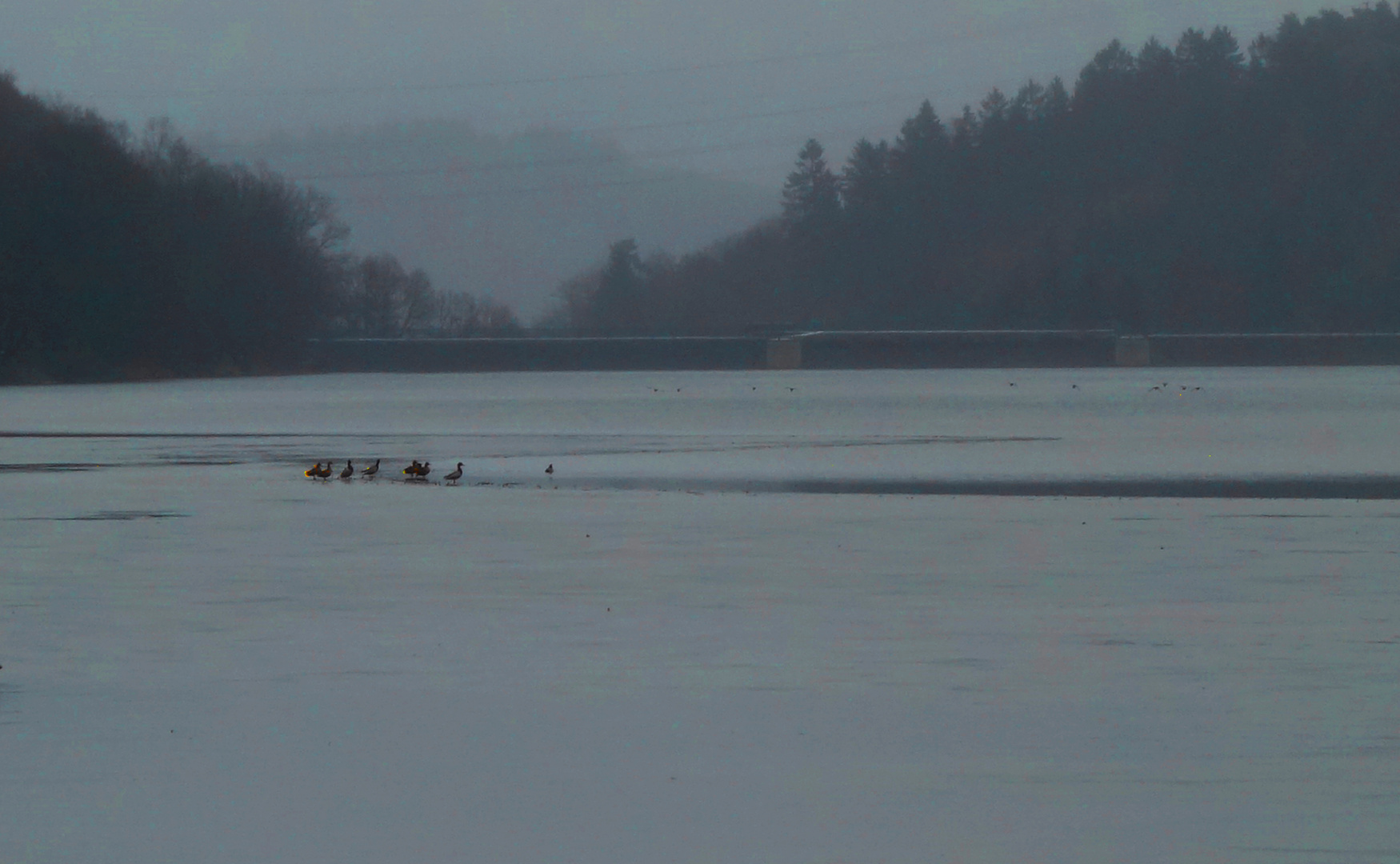 watschelnde Entenkolonie auf dem letzten Eis unserer Talsperre