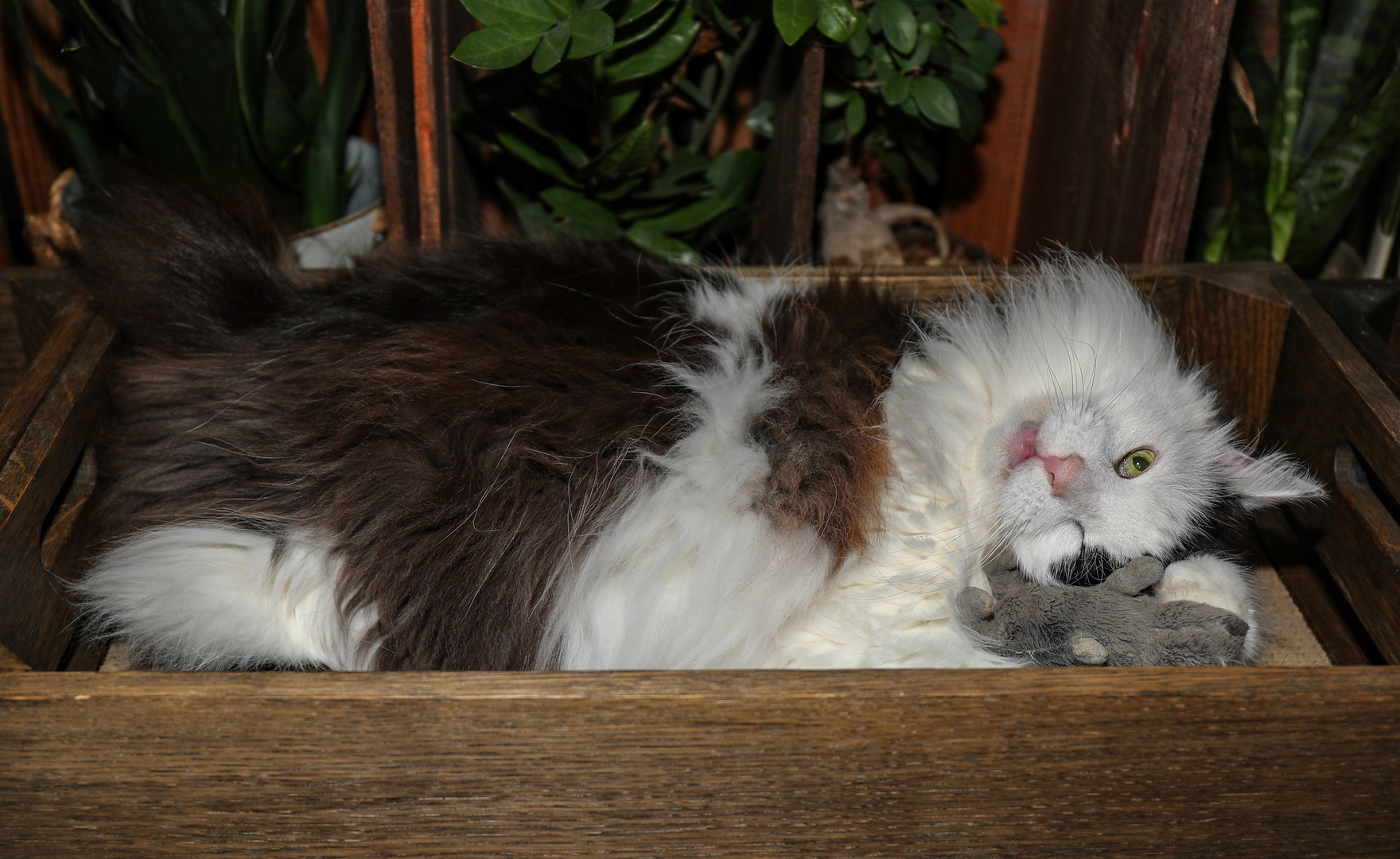 Watson Foto & Bild fotos, natur, katzen Bilder auf