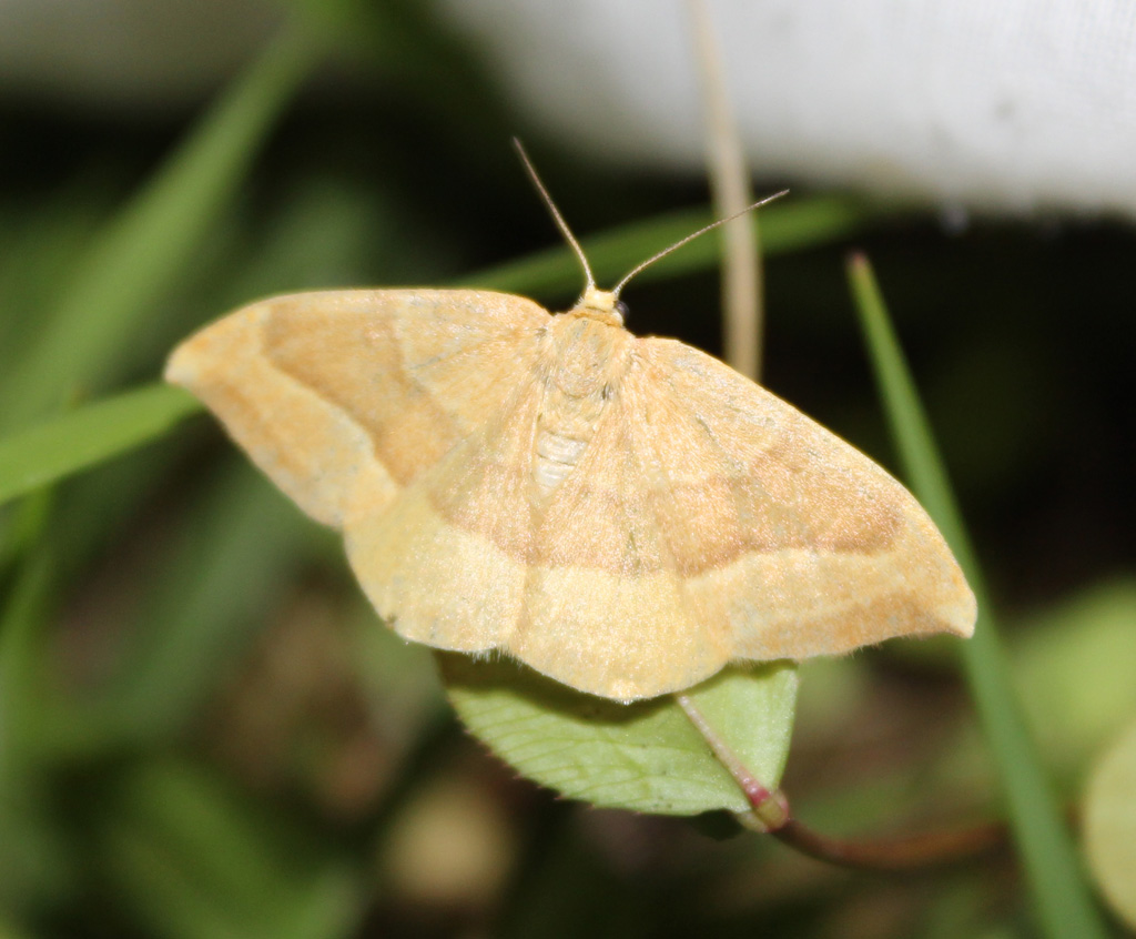 Watsonalla cultraria - Buchen Sichelflügler