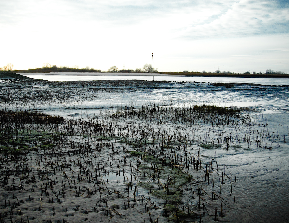 Watt an der Weser