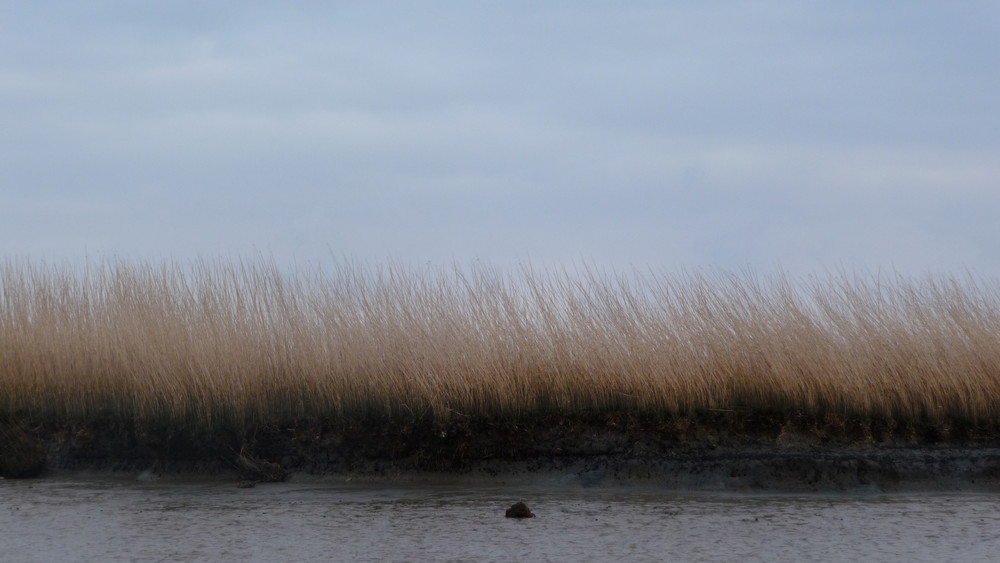 Watt bei Norderney