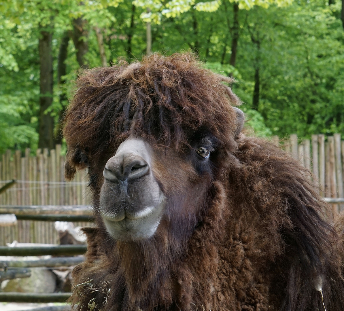 Watt heißt hier Beatle