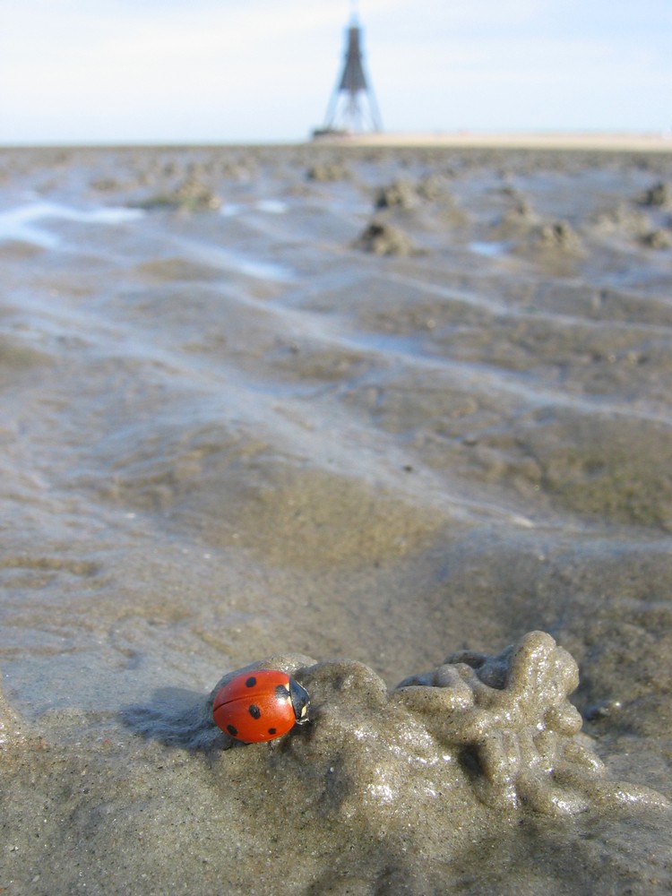 Watt is dat, hat der sich verirrt??