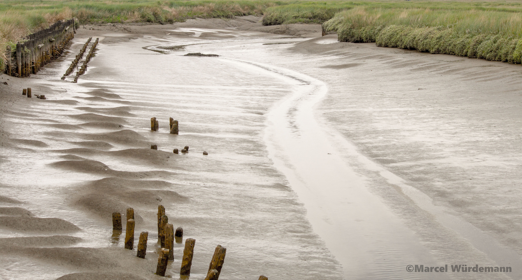 Watt Westerhever Salzwiesen