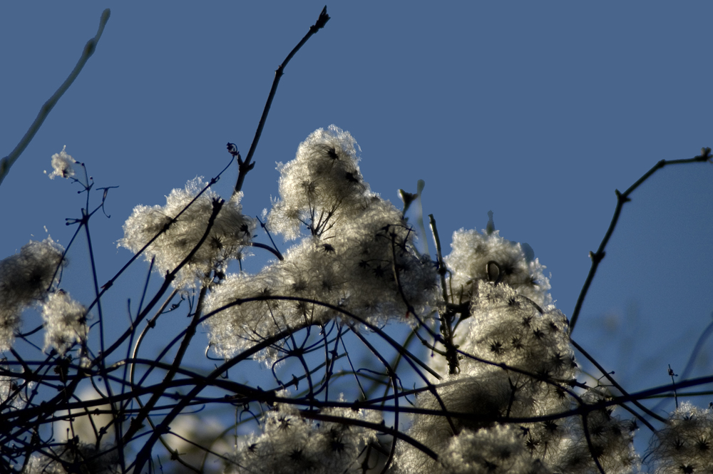 "Watte" in der Wintersonne