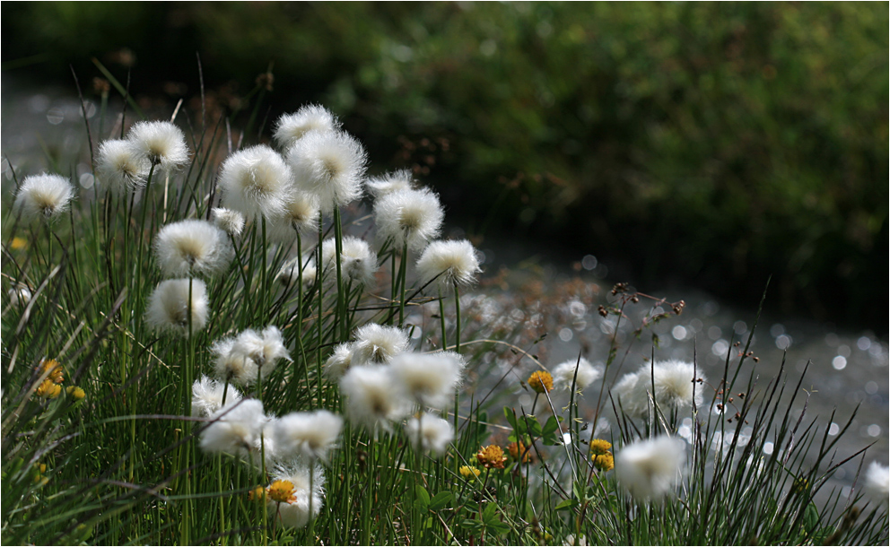 Wattebällchenblume