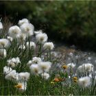 Wattebällchenblume