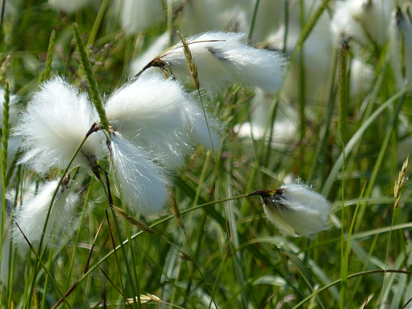 Wattebäuschchen