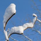 Wattebäuschchen...