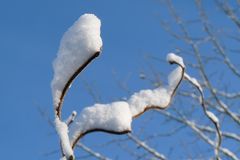 Wattebäuschchen...