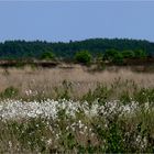 Wattebäuschchen im Moor