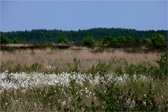 Wattebäuschchen im Moor