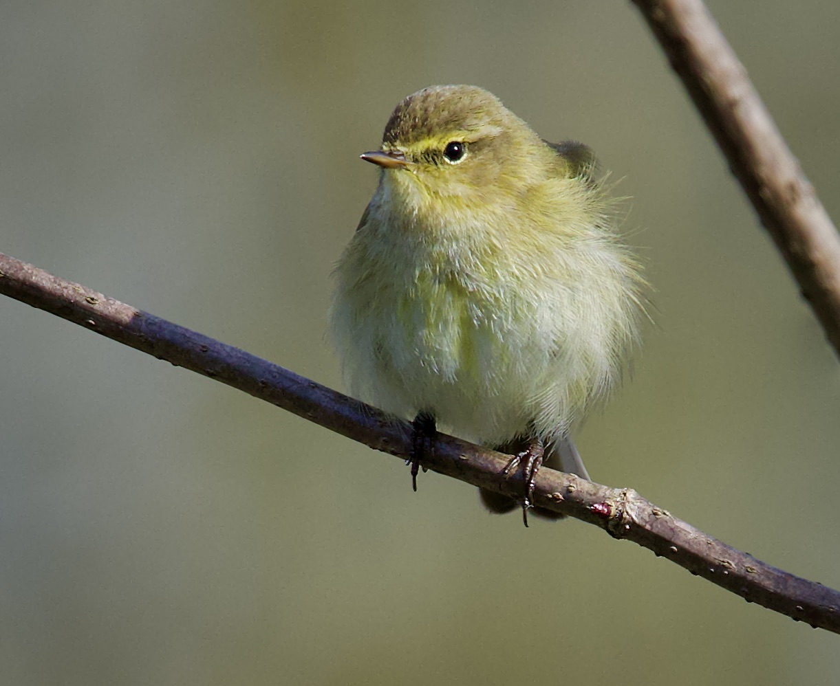 Wattebäuschchen in meinem Revier.......