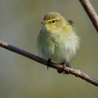 Wattebäuschchen in meinem Revier.......