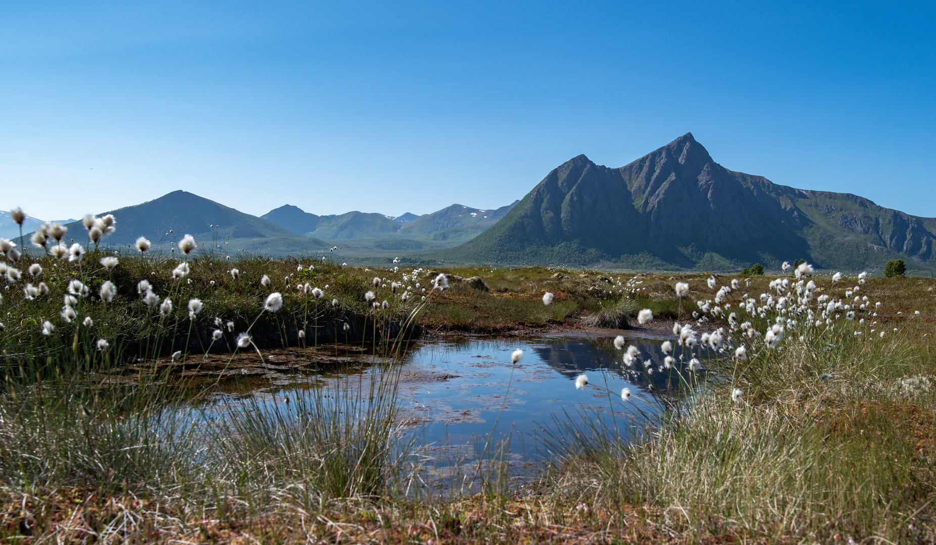 Wattebäusche