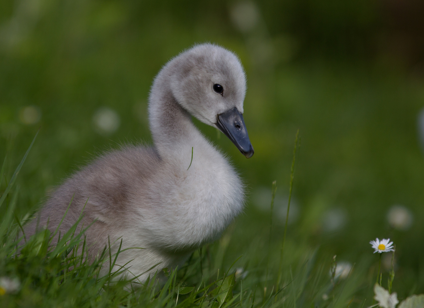 Wattebausch