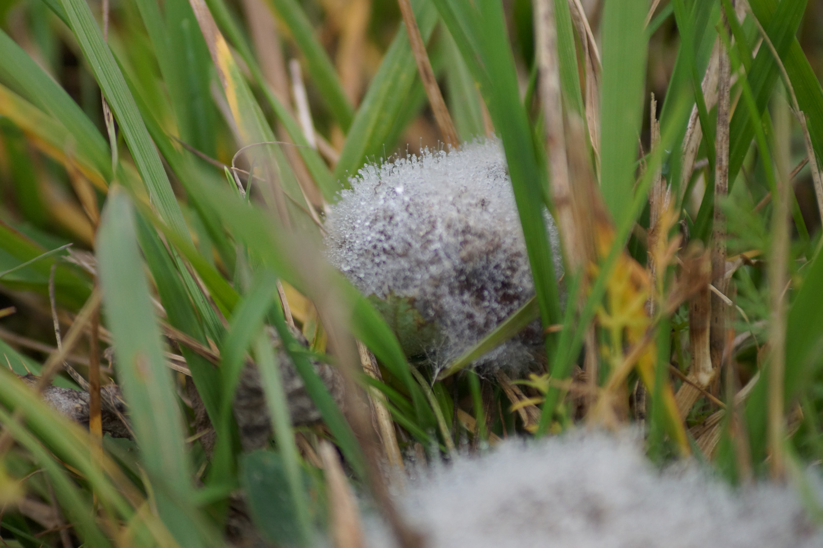 Wattebausch der Natur