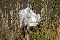 Wattebausch im Schilf