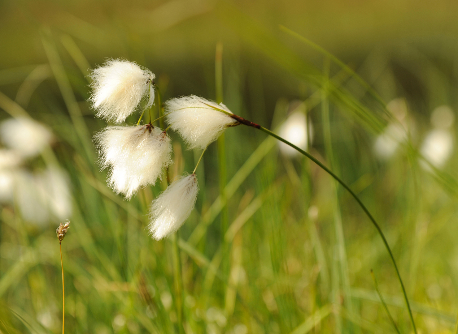 Wattebausch im Wind