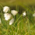 Wattebausch im Wind