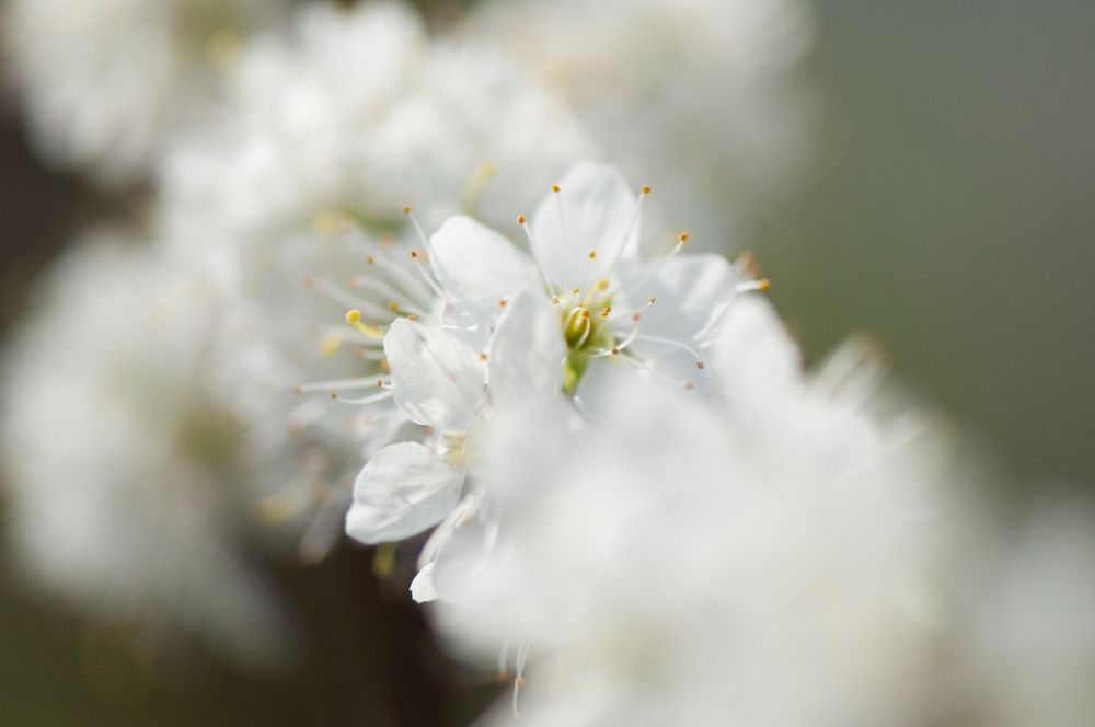 wattebauschtraum in weiss von bettinahuber 