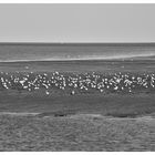 Wattenmeer