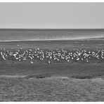 Wattenmeer