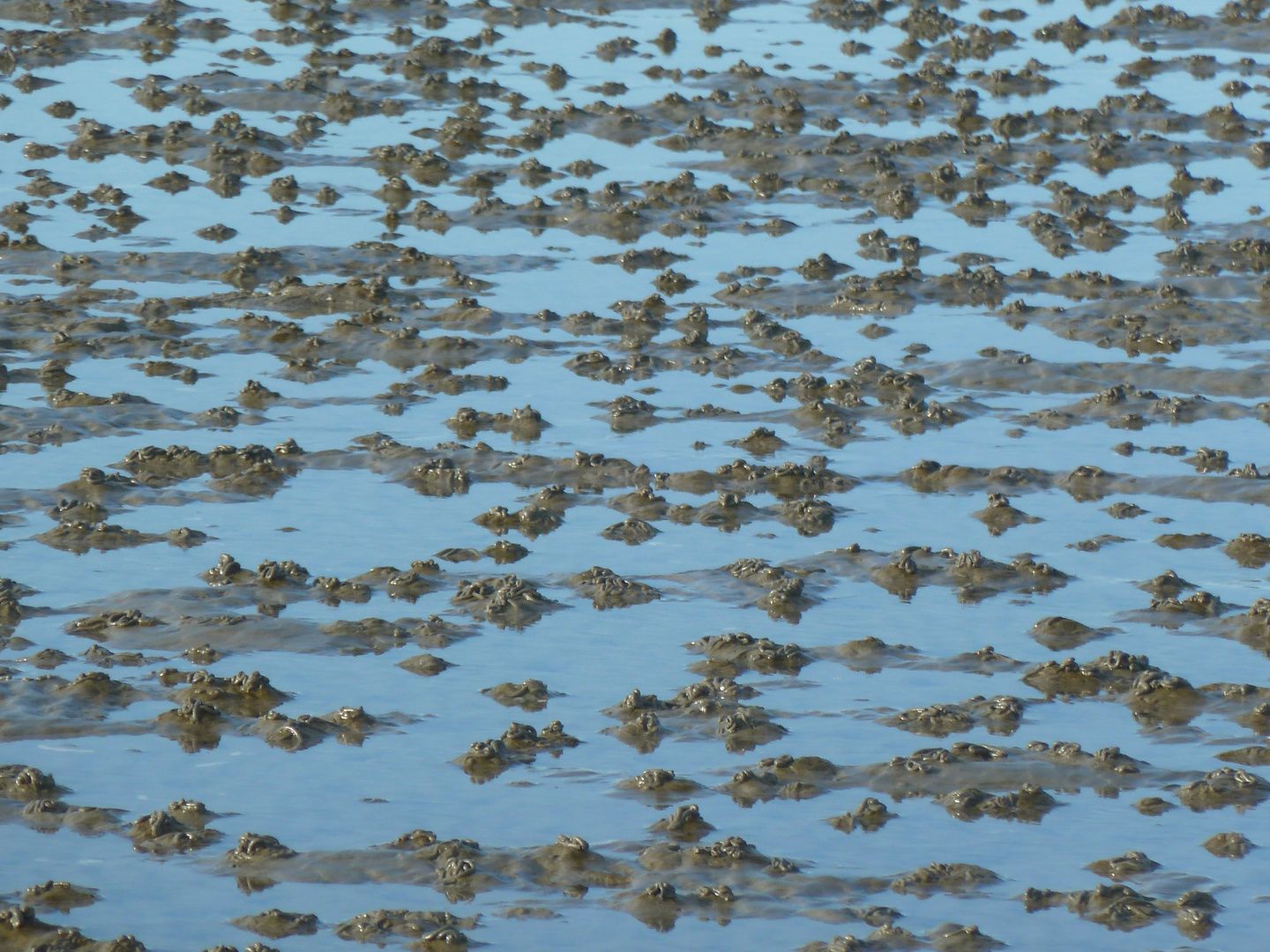 Wattenmeer