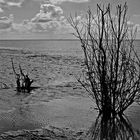 Wattenmeer