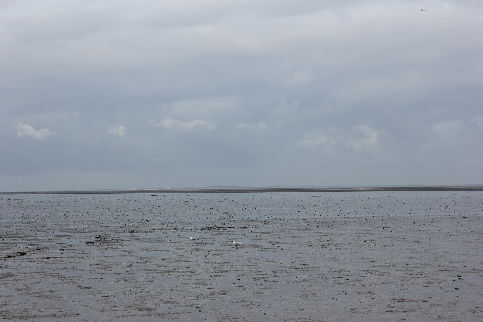 Wattenmeer