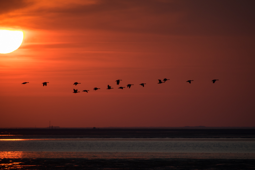 Wattenmeer...