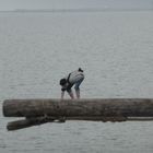 Wattenmeer, NL