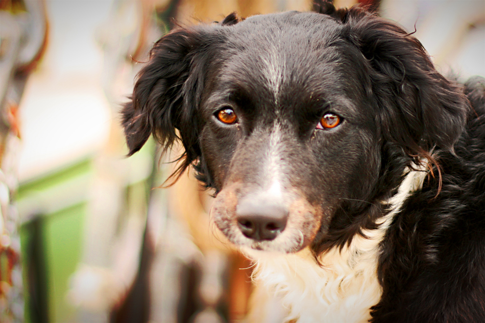 > Wattenmeer-Portraits: Kees Kees