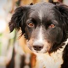 > Wattenmeer-Portraits: Kees Kees